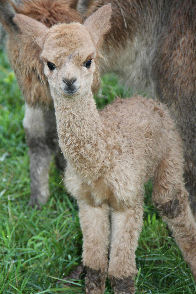 fawn baby resized